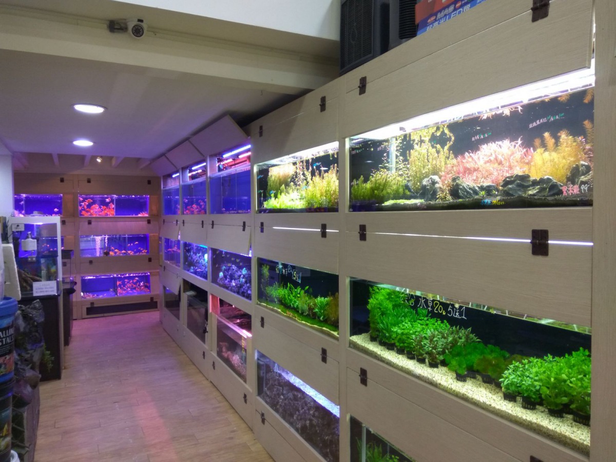 記者 姚崇仁/報導  隨著生活型態的改變，國內飼養觀賞魚等水族寵物比例逐年增加，水族寵物成為了飼養犬貓之外的另一種新選擇，但是要如何確保業者販賣觀賞魚用藥的品質，防檢局規定業者都要參加「水族藥品管理人員訓練」並順利結訓後，才能販售非處方藥品，以保障消費者權益。