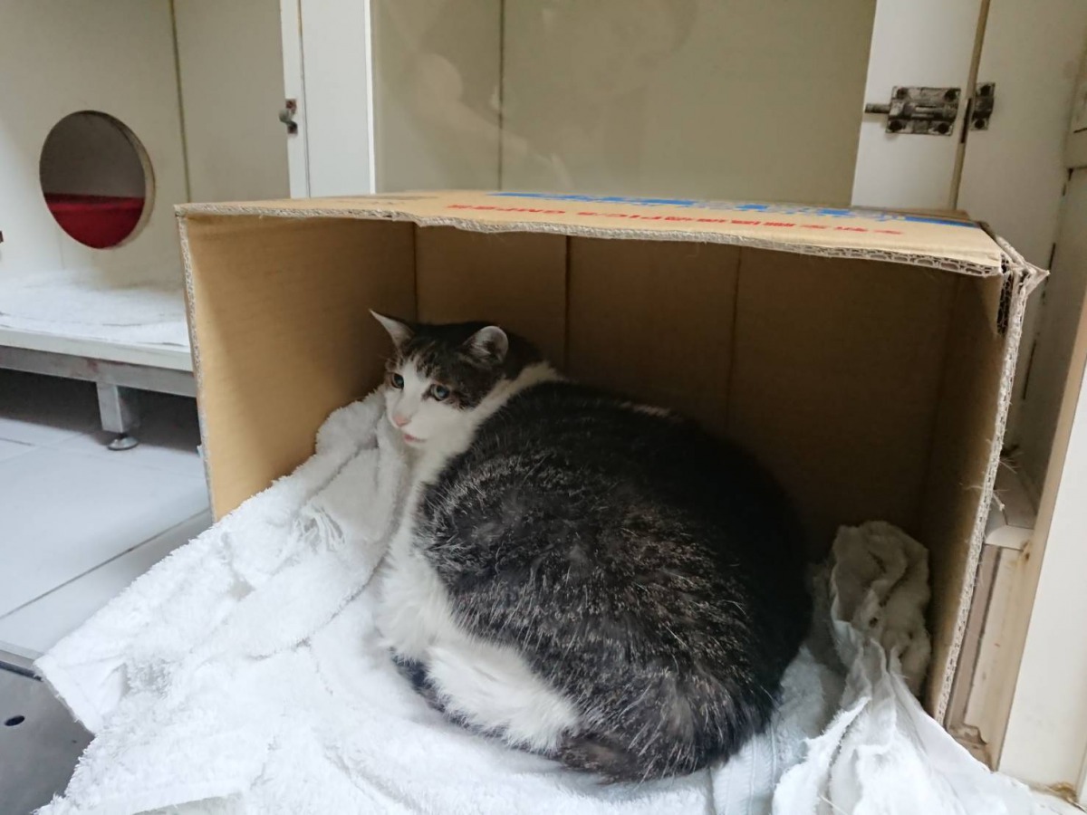 貓咪上了年紀後較常見甲狀腺亢進的問題。 全國動物醫院/提供