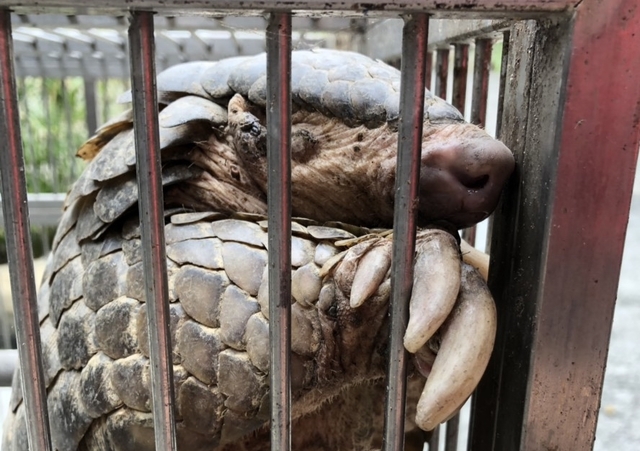 保育類穿山甲意外現身苗栗縣一處餐廳門口,業者暫時安置並通報農業處。餐廳業者/提供