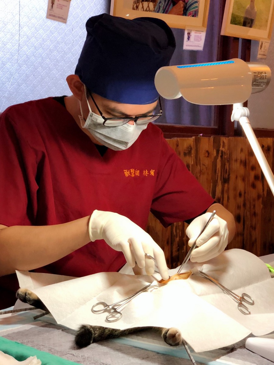 為鼓勵飼主帶毛孩去絕育,台中市推出絕育補助新方案。資料照片 台中市動保處/提供