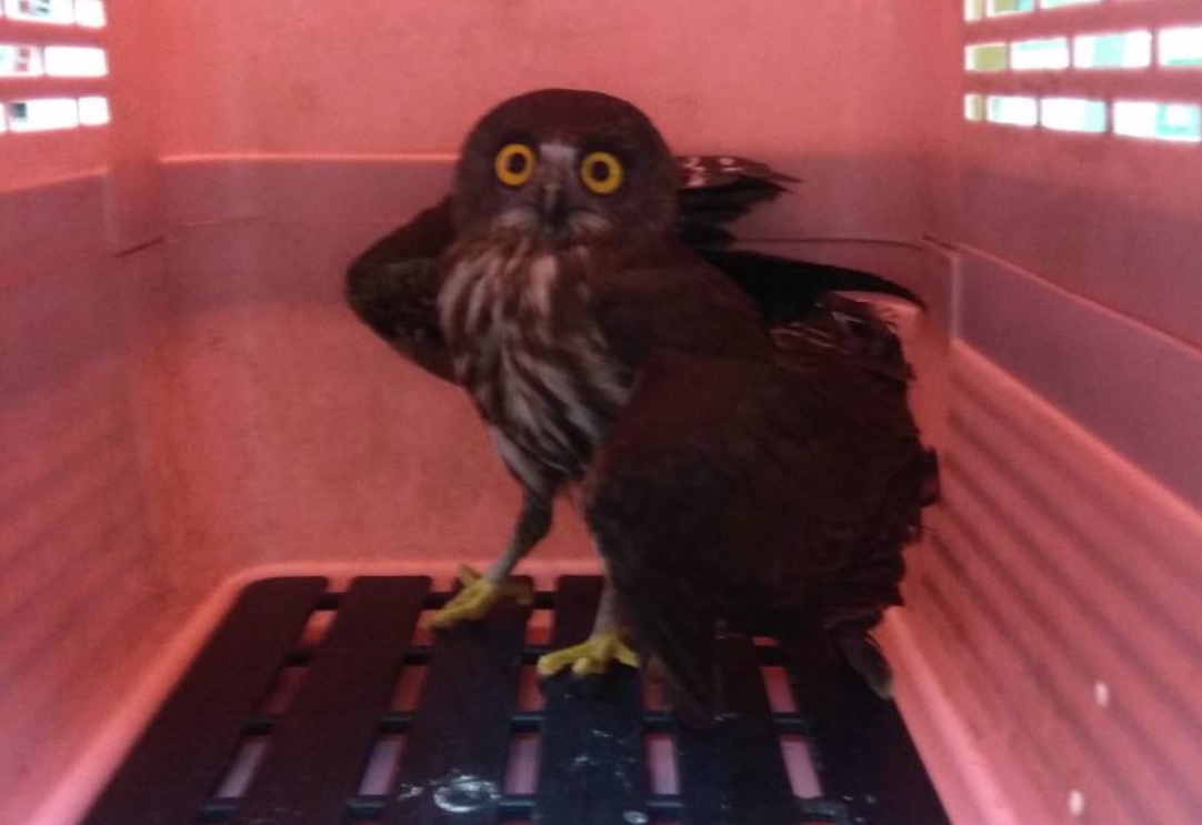 疑似翅膀受傷的褐鷹鴞被民眾在公園內發現。 新北市動保處/提供