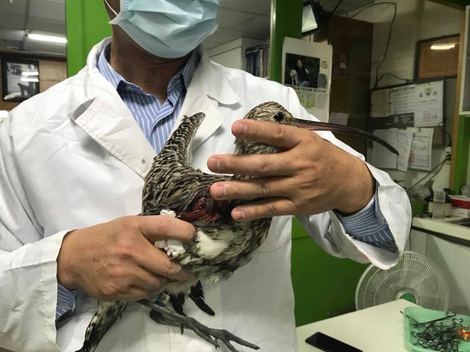17日獸醫師林世賢收到民眾送來的受傷大杓鷸。 林世賢/提供