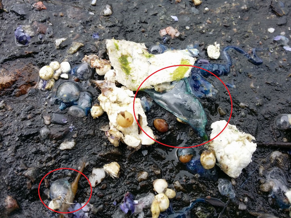 藍色半透明的僧帽水母是世界第3毒的水母。 衛福部台東醫院/提供