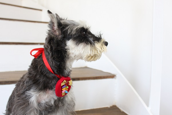 飼主在農曆春節需要注意關於毛小孩的六大指標。 資料照片 何宜/攝