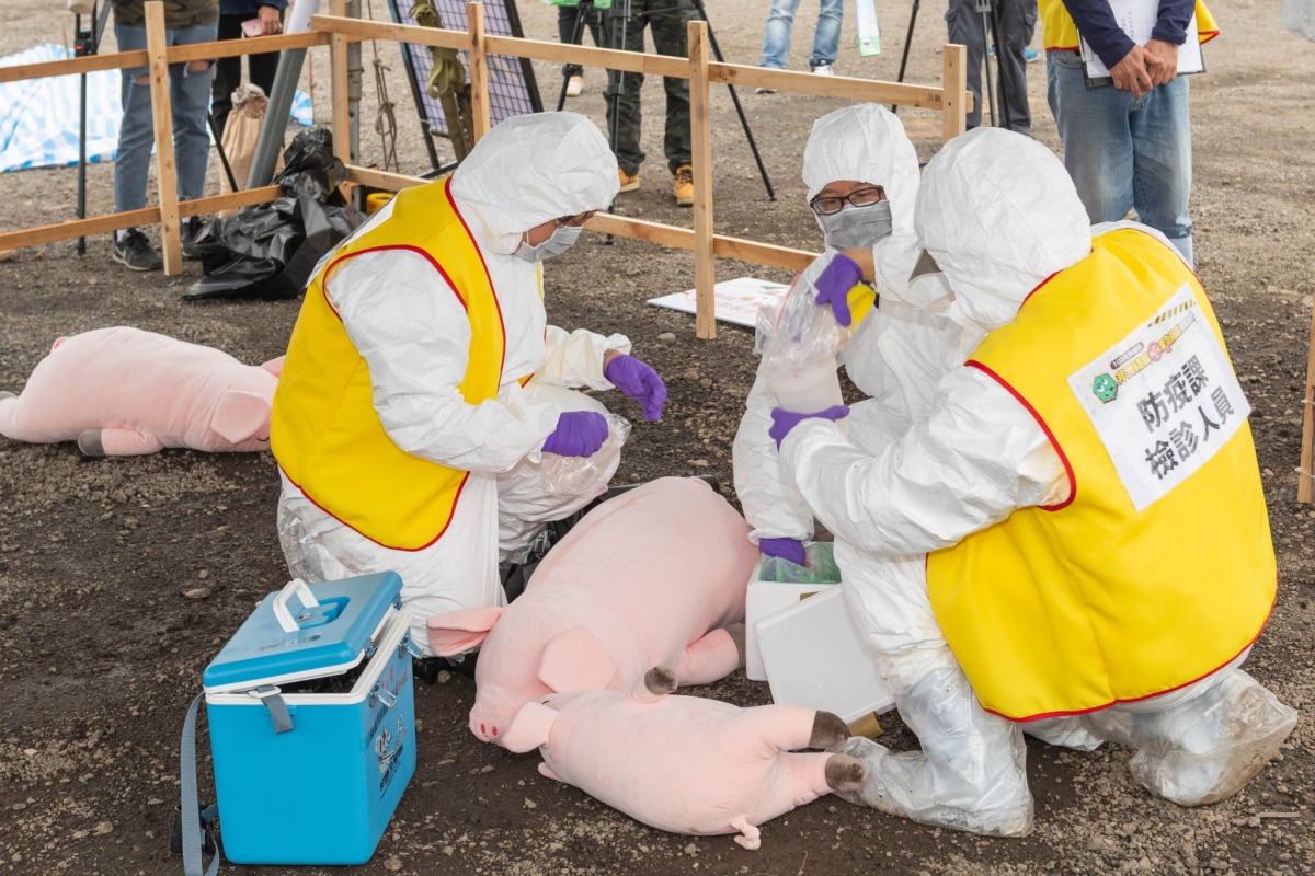 桃園市舉辦非洲豬瘟防疫演習,每一個環節都相當逼真。 桃園市政府/提供
