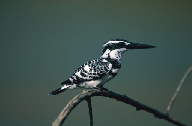 金管處委託台大團隊調查金門翠鳥生態。圖為斑翡翠 金管處/提供