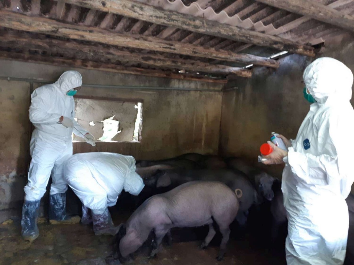 新竹市加碼廚餘養豬轉型補助。 新竹市政府/提供