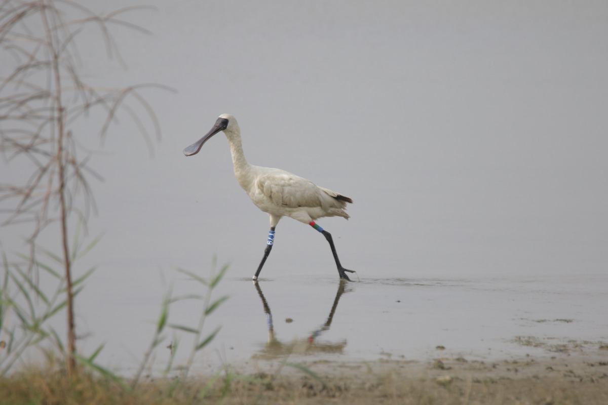 先前落難的黑面琵鷺已康復並回到大自然的懷抱。 黃蜀婷/提供