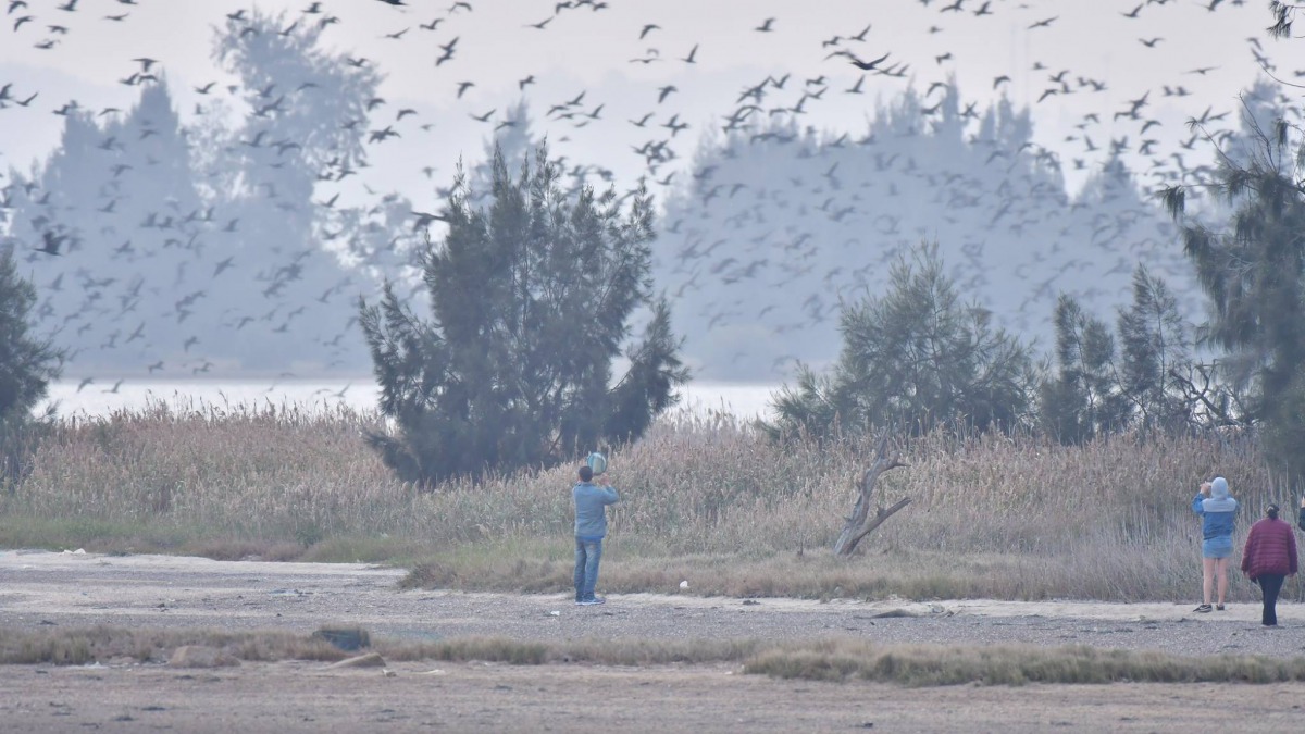 金門一名男子敲打臉盆驚嚇冬候鳥鸕鶿。 取自/金門飛羽觀測站