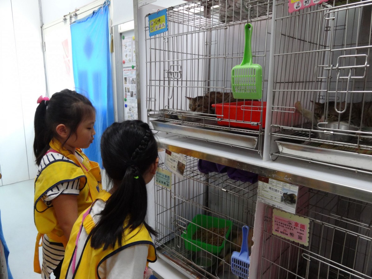 動保處舉辦動保小小兵活動,小朋友可以親自體驗如何照顧犬貓。 新北市動保處/提供