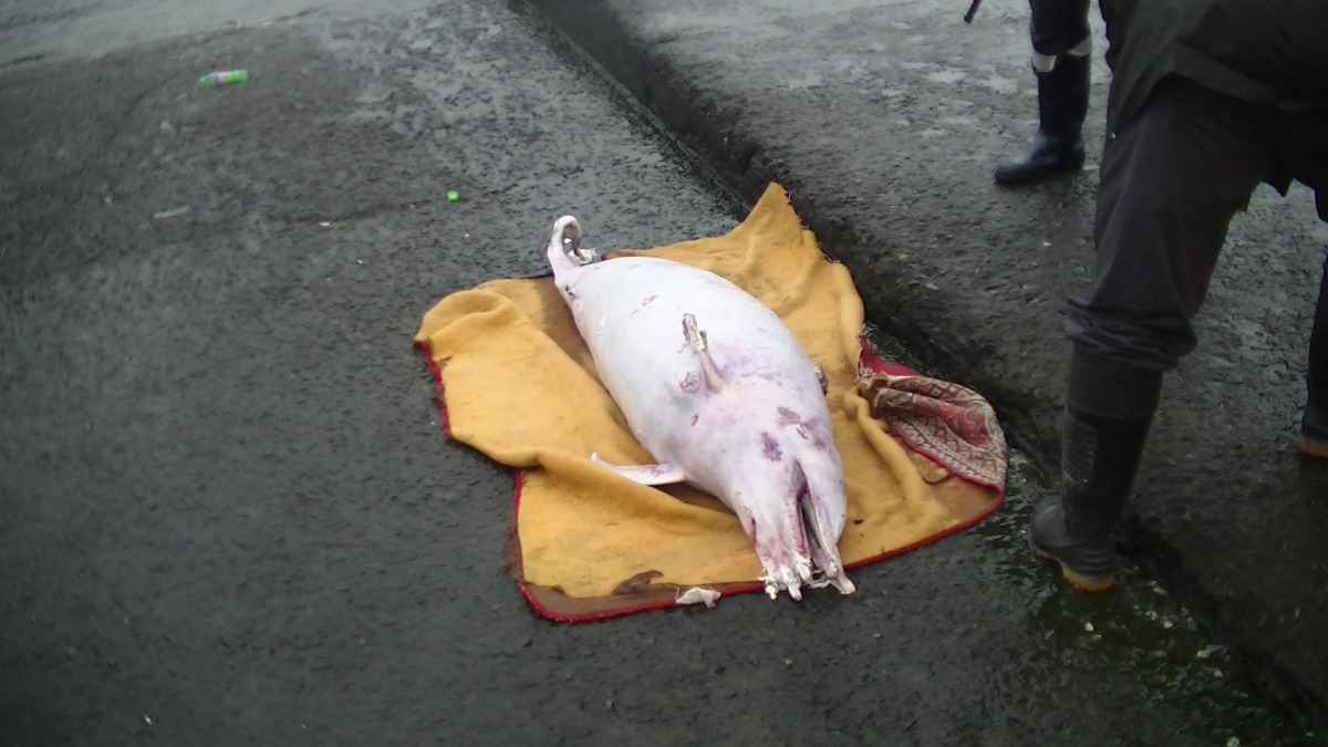 宜蘭蕃薯寮岸際有一隻擱淺的弗氏海豚，救援人員到場時已死亡多時。 第一岸巡隊/提供