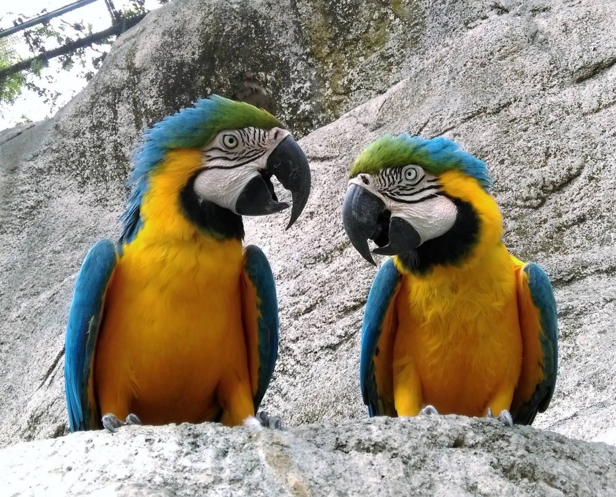 高雄市1月份主題動物為「黃腹藍琉璃金剛鸚鵡」。 高雄市觀光局/提供
