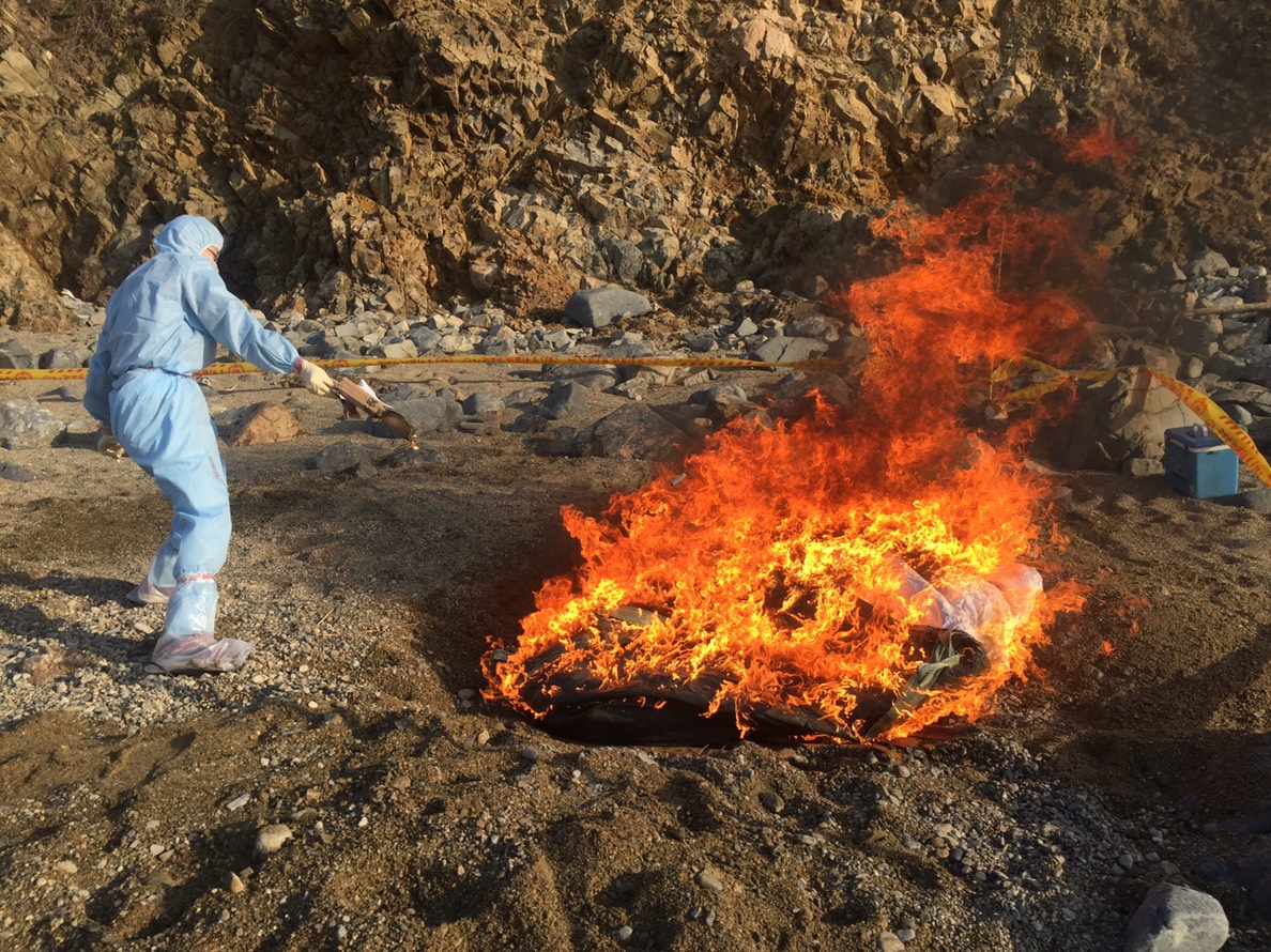 連江縣一隻中國海漂豬檢出非洲豬瘟病毒。　防檢局/提供