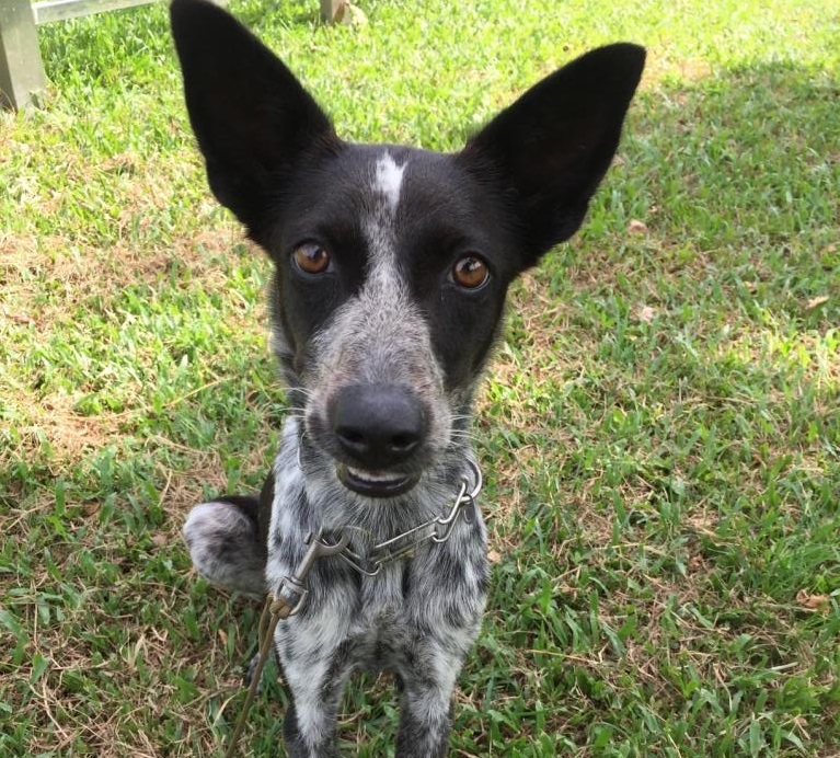 原為收容所的浪犬「平平」，原本要受訓成為搜救犬，但卻在最後階段拒絕受訓。高雄農業局/提供