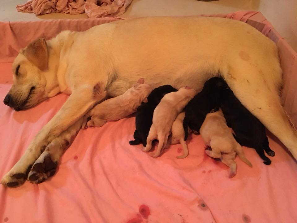 緝毒犬中心母犬「Ruby」日前生下的七隻小寶寶，在約2個月大時會開放民眾申請擔任寄養家庭。 取自/緝毒犬培訓中心