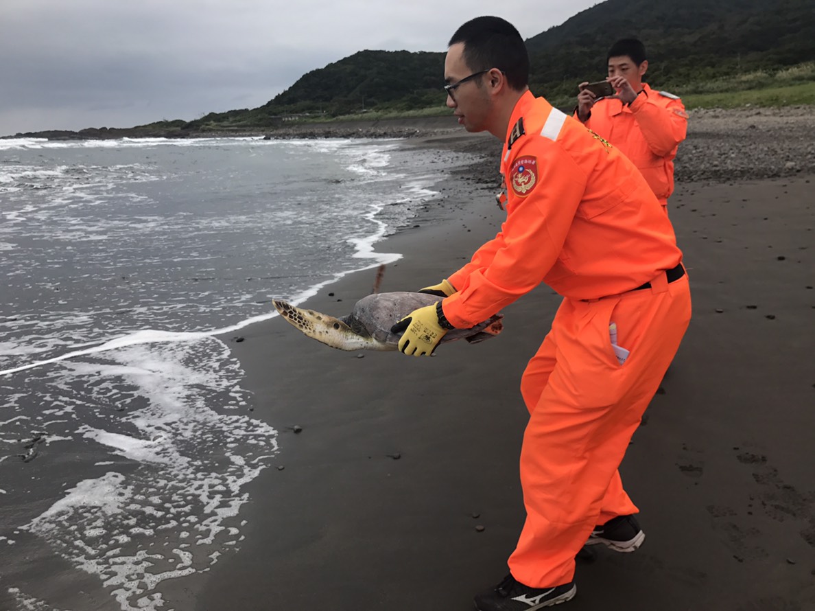 漁民誤捕保育類綠蠵龜送至岸巡隊協助處理。 第一岸巡隊/提供