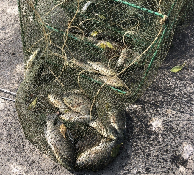 有民眾違規在台江國家公園濕地放置漁網遭到警方清除。 保七台江分隊/提供