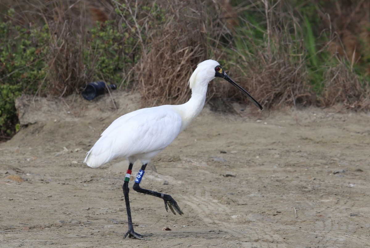 編號T84黑面琵鷺順利返回布袋廢鹽灘。 嘉義縣政府/提供
