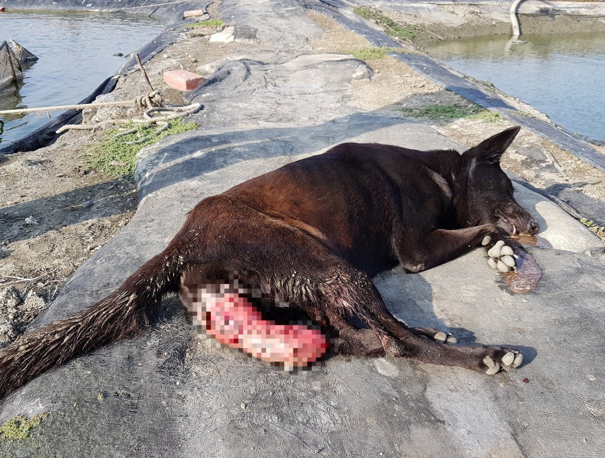 台灣動物緊急救援小組救援子宮脫垂的母浪犬。 台灣動物緊急救援小組/提供