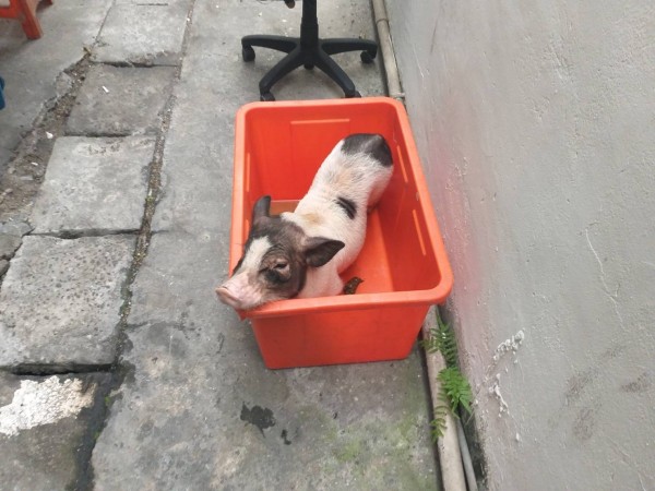 年節期間有一隻寵物麝香豬被惡意棄養。 基隆動保所/提供