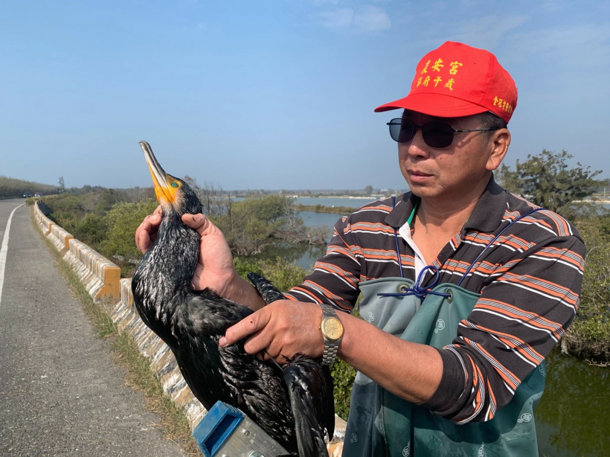 冬候鳥鸕鶿遭到漁網纏住，所幸並未受傷當場進行野放。 嘉義林管處/提供