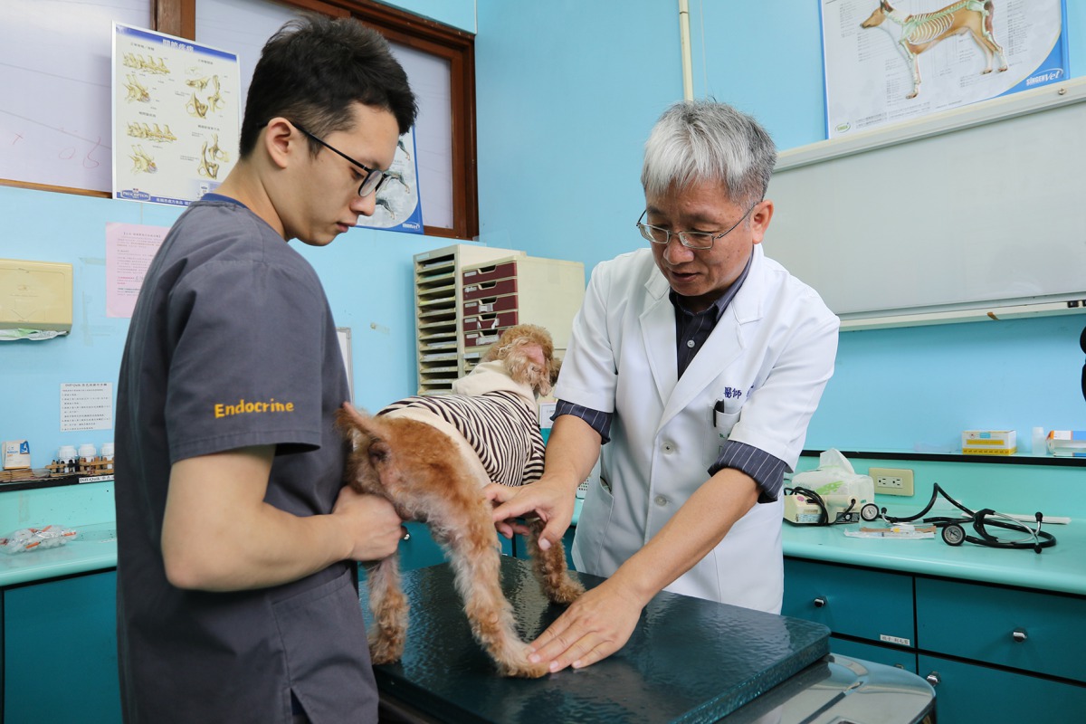 中興大學獸醫教學醫院教授李衛民(右)替前十字韌帶斷裂的狗狗進行自體韌帶置換手術。 中興大學/提供