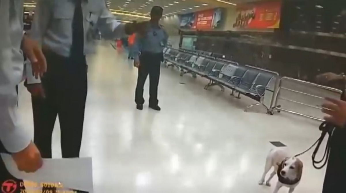 小港機場檢疫犬Jenna日前遭移民署官員出腳攻擊。 截自/臉書社團「有點毛毛的」