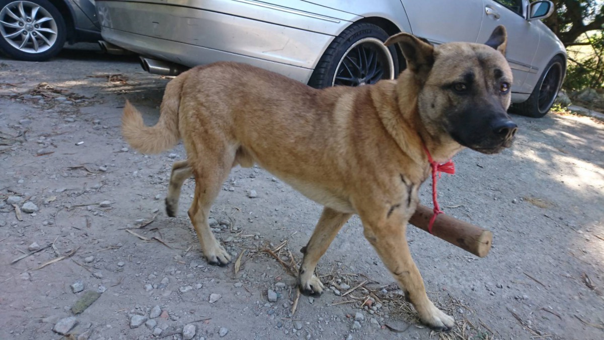 台中市動保處近日前往安置會追逐路人的遊蕩犬隻。 台中市動保處/提供
