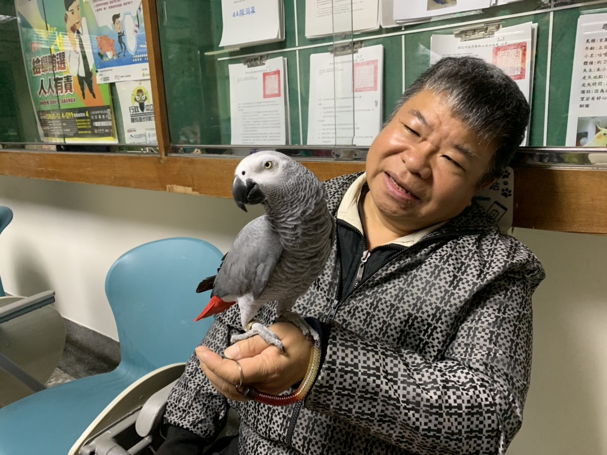 動保處安置走失的鸚鵡最後順利找回主人。 新北市動保處/提供