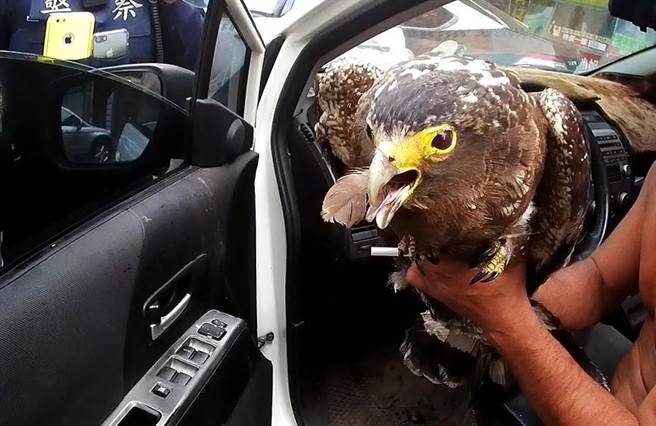 警方攔查酒駕時，駕駛竟從車上拿出一隻保育類大冠鷲。 中壢警分局/提供