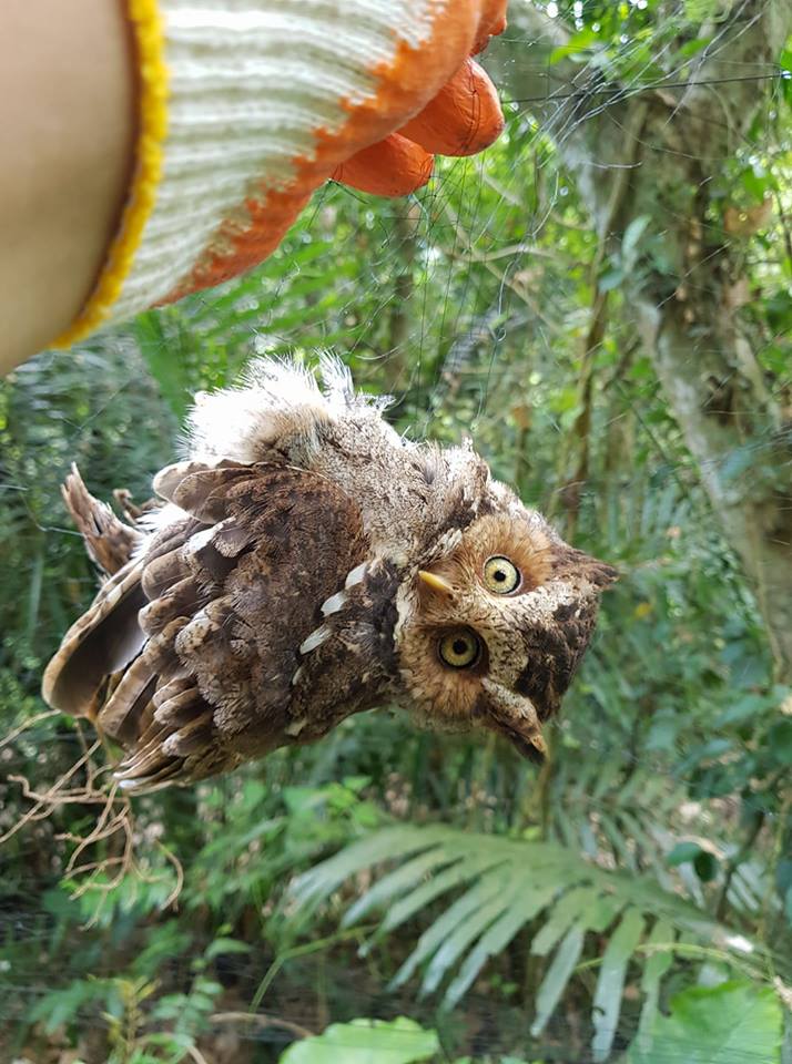 一隻黃嘴角鴞不慎遭鳥網困住，幸好被熱心民眾救下來。 翻攝/臉書花蓮同鄉會