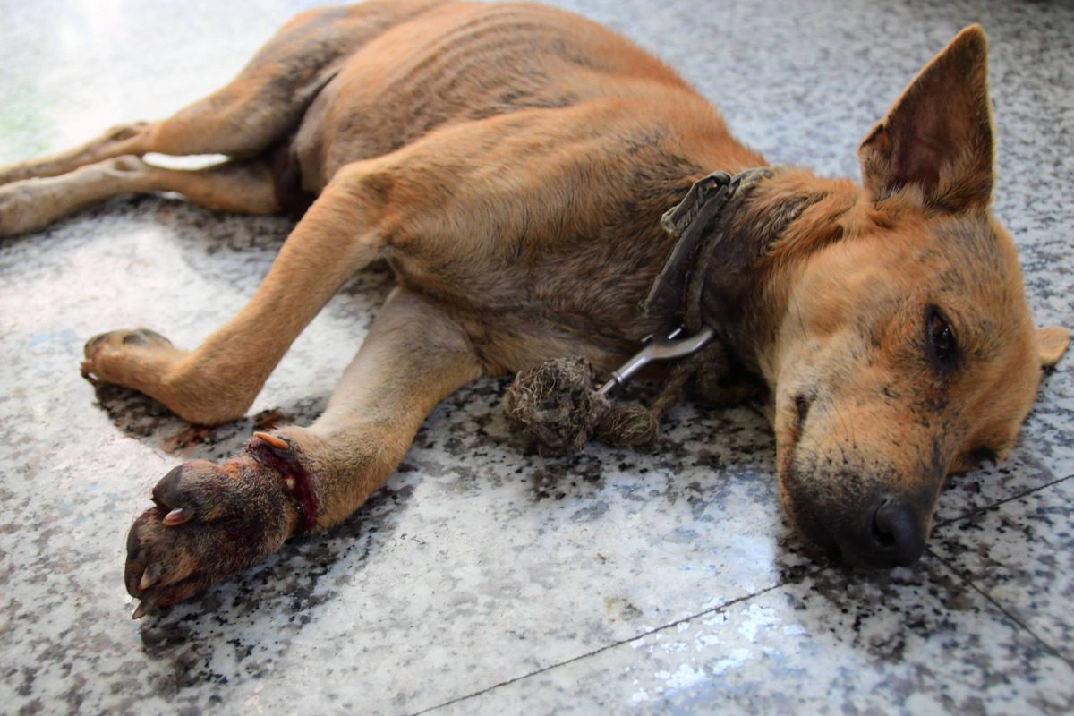 遭捕獸鋏夾傷的狗狗沒有晶片但有項圈及牽繩的扣環因此被懷疑是家犬。 高雄市關懷流浪動物協會/提供
