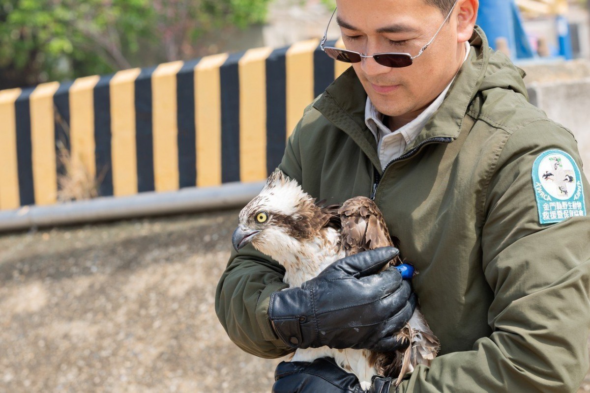 保育類冬候鳥日前被發現受困漁網當中，經過眾人的救援和治療後已野放重返大自然。 金門縣野生動物救援暨保育協會/提供