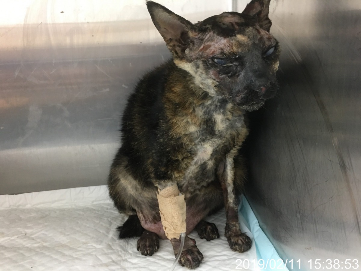 台北市中山區驚傳黑色浪貓疑似遭不明高溫液體潑灑，全身嚴重燒燙傷。 台北市動保處/提供