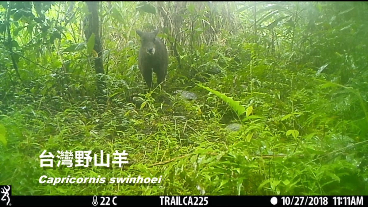 在大農大富平地森林園區所架設的自動相機拍攝到以往在山區較能見到的台灣野山羊。 花蓮林管處/提供
