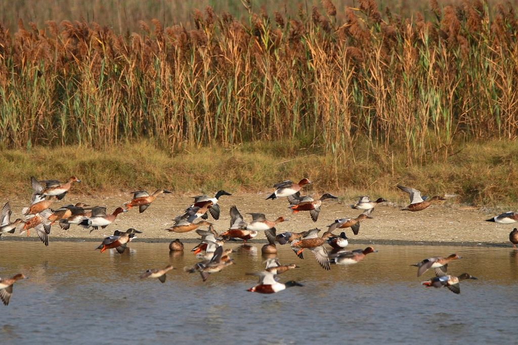 茄萣濕地每到候鳥季尾聲都會有大約2千隻雁鴨群聚。(圖為赤頸鴨和皮嘴鴨) 高雄市工務局/提供