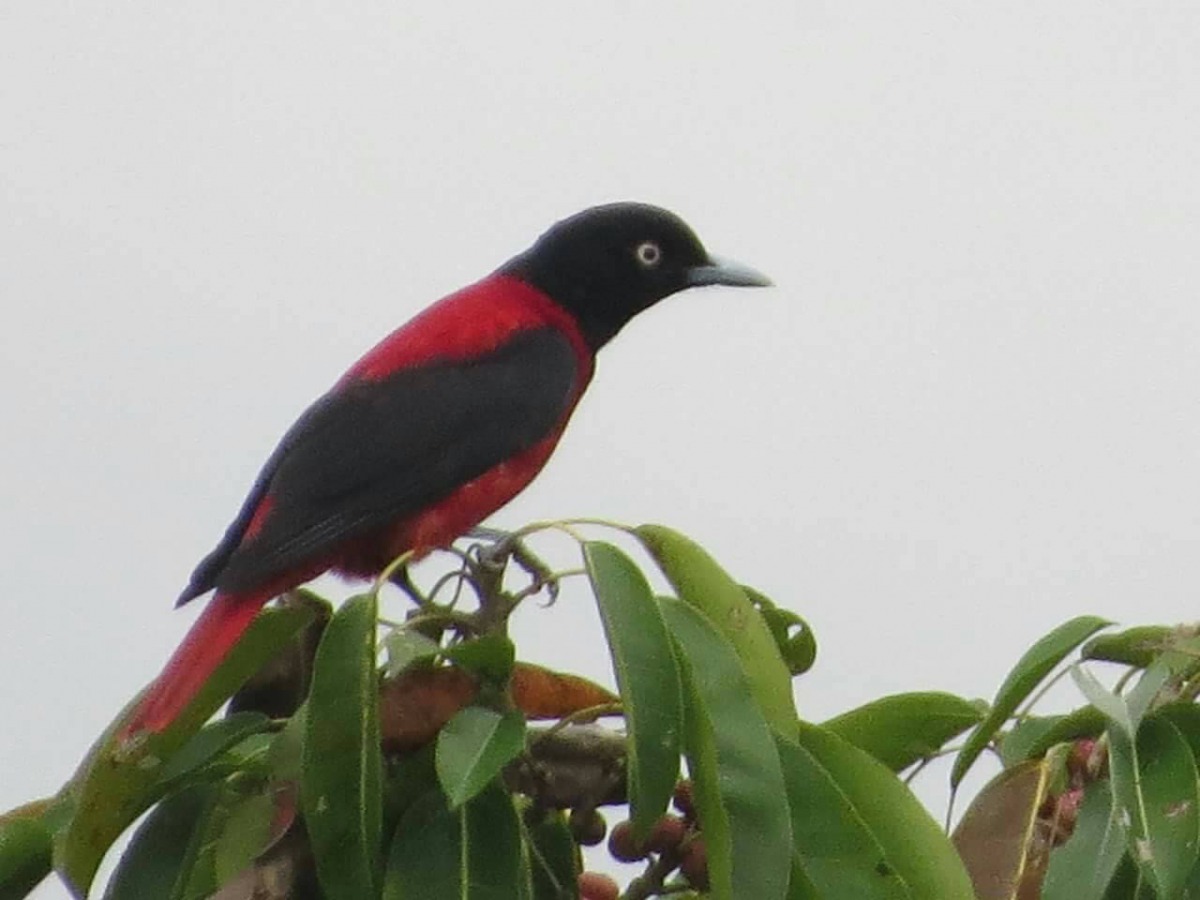花蓮縣鳥「朱鸝」現身大農大富平地森林園區。 花蓮林管處/提供