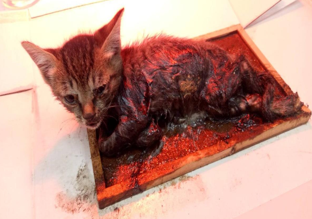 民眾在自家車庫發現一隻虎斑色小貓受困在黏鼠板上。 新北市動保處/提供