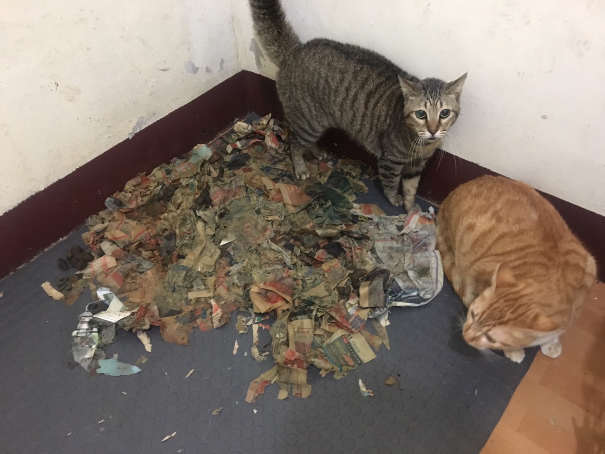 退休女老師飼養多隻流浪犬貓於惡劣環境當中。 中華動物福祉國際交流協會/提供