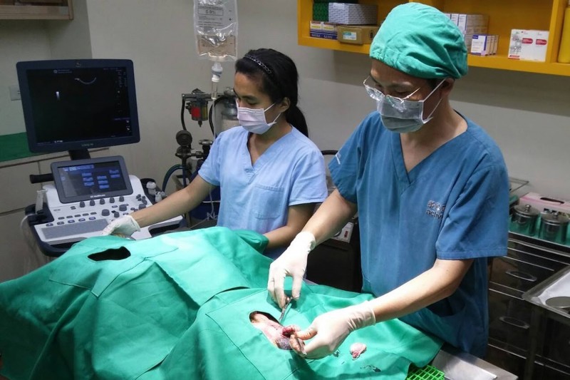 屏東縣提供犬貓絕育補助，母犬貓最高可補助1400元。 屏東縣人仁動物醫院/提供