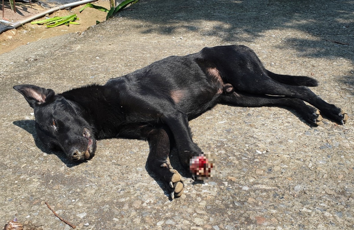 南投縣驚傳浪犬遭捕獸鋏夾斷左前腳掌，傷勢相當嚴重。 台灣動物緊急救援小組/提供
