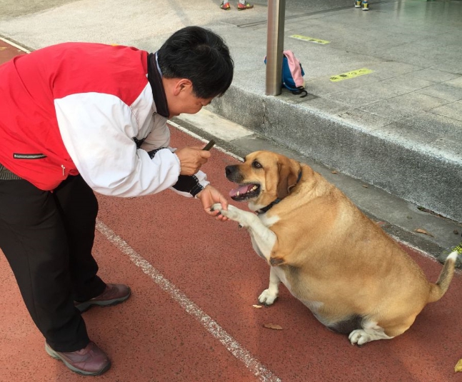 文化國小校犬「小白襪」因為圓滾滾的身材而在網路上爆紅，然而近日卻傳出身上長了一顆腫瘤。　新北市動保處/提供