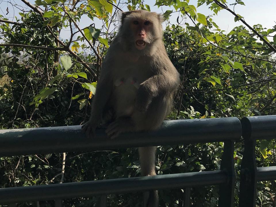 日前有名婦人到壽山遊玩時遭台灣獼猴抓傷。 翻攝/爆料公社