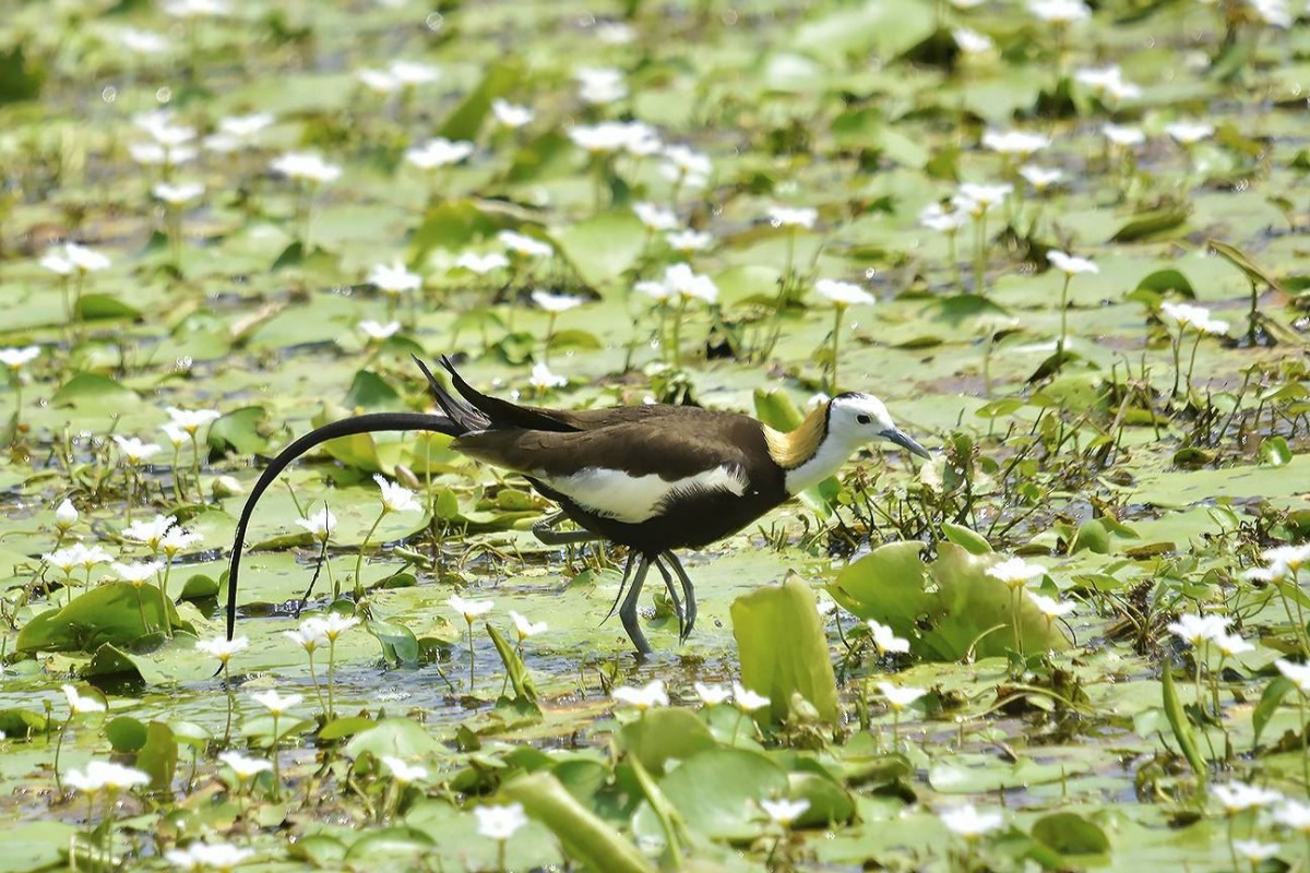 洲仔濕地是長尾水雉在國內最南端的棲息地。 高雄市工務局/提供