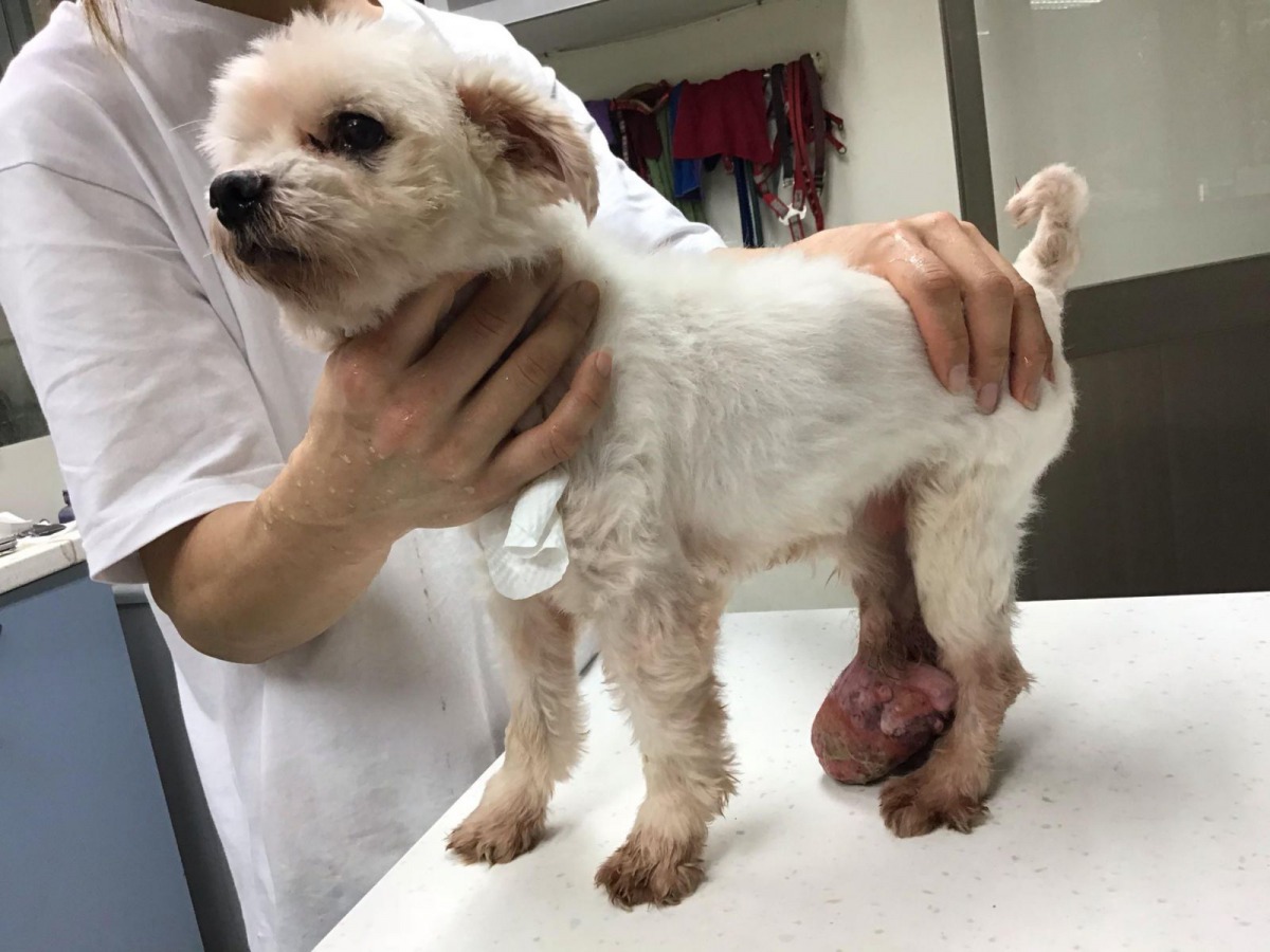 在外遊蕩的馬爾濟斯被民眾發現時，下腹部長了一顆垂到地面的肉瘤。 新北市動保處/提供