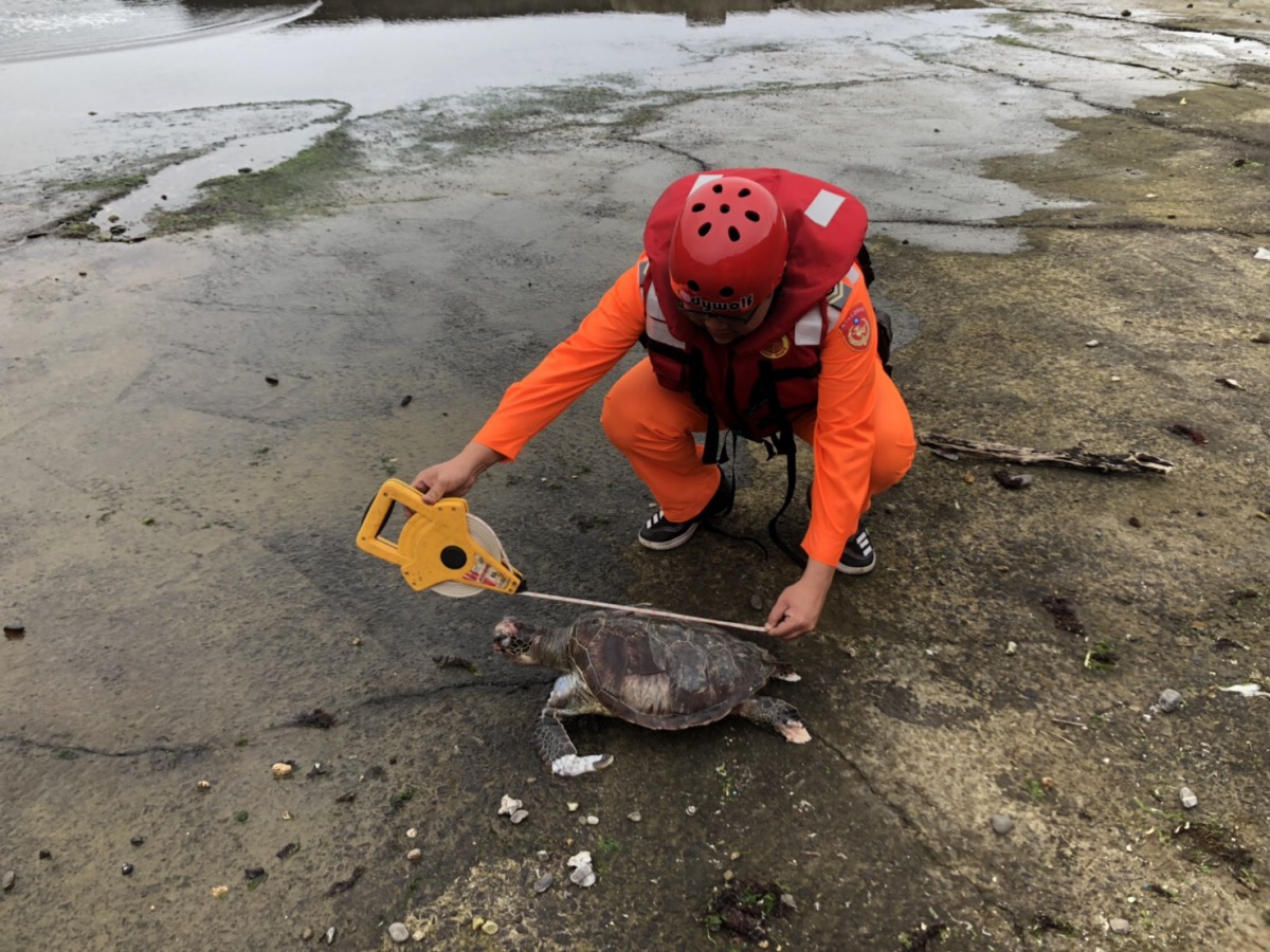 3月1日在新北市龍洞漁港附近發現到的死亡綠蠵龜。 第二岸巡隊/提供