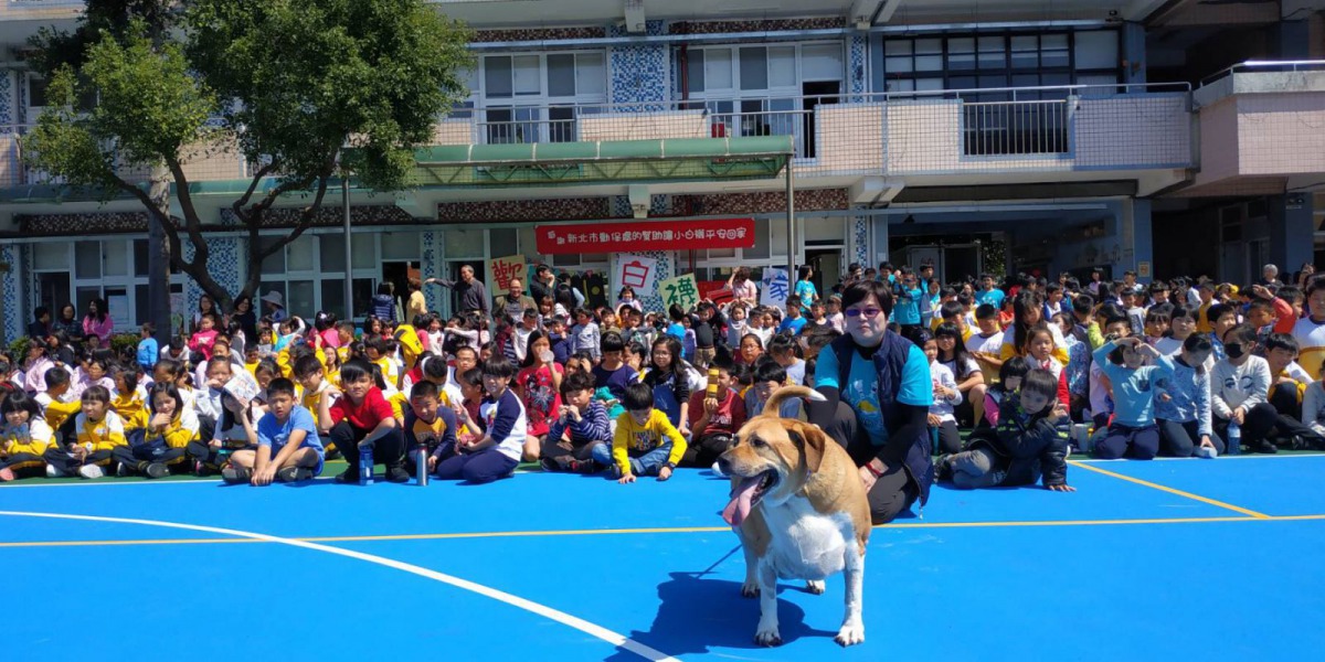 文化國小全校師生一同歡迎康復的「小白襪」回到校園。 新北市動保處/提供