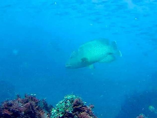 俗稱「龍王鯛」的曲紋唇魚重現在澎湖海域。 海管處/提供(陳義雄/攝)