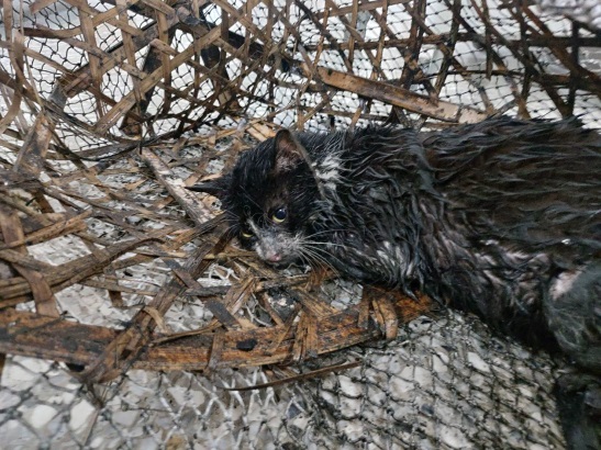 新北市動保處將落水失溫的浪貓打撈上岸。 新北市動保處/提供