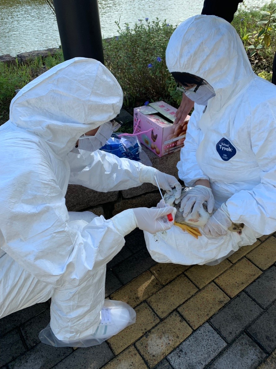 動保處檢測社區水池內禽鳥是否感染禽流感。 新北市動保處/提供